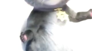 Танцующий кот