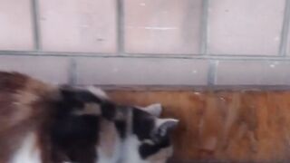 ????Маркіза вкрала голову півня ????