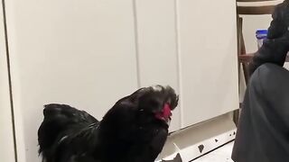 Когут Тоша