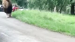 Какой ЛЕВ