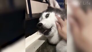 Funniest ???? Dogs and ???? Cats - Try Not To Laugh ???? - Funny Pet Animals' Life