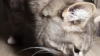 Кот и клубника