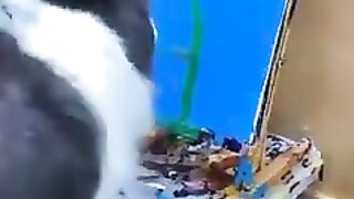 Дресированая собачка