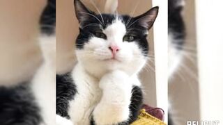 Смешные котики 2