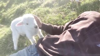 beautiful lamb