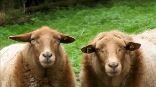 sounds of sheep