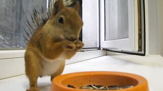 squirrels eat