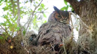 cute owls