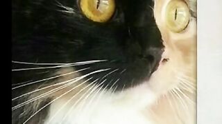 Удивительные котики