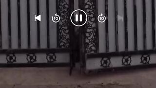 Выгуливал собак
