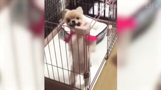 Cutest And Funniest Cats and Dogs - Funny Pet Animals' Life