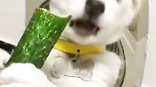 собачка