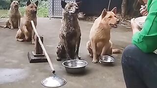 собаки на обеде