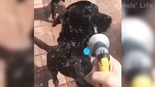 Funniest and Cutest Cats and Dogs Funny Pet Animals' Life