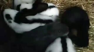 My beautiful baby bunny