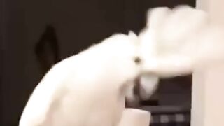 Юмор#Белый, белый попугай