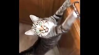Funn cat ???? cat's ????