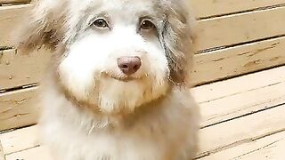 Наши любимые питомцы .