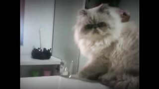 Смешные животные 15