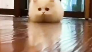 Юмор, забавные кошки