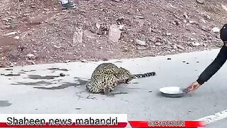 Injured chitah