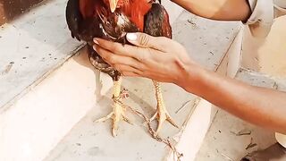 Aseel Murgh video