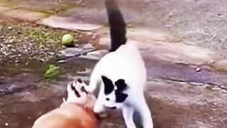 Une chatte qui protège sa progéniture contre un chien ????