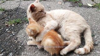 cat story,Whiskers loved to explore and discover new things