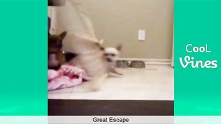 Try Not To Laugh or Grin While Watching Funny Dogs & Cats Vines compilation 2017 IMPOSSIBLE CHALLENGE