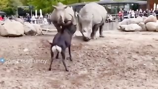 Animal funny video