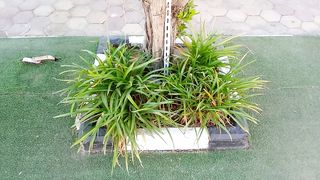 It's beautiful house and garden decoration plant