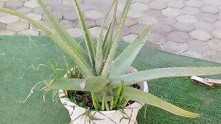 Unique plant for house and garden improvement