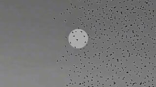 New video viral video song
