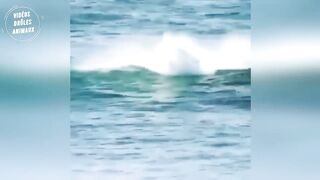 Animaux Drôles À Mourir De Rire | ESSAYER DE NE PAS RIRE