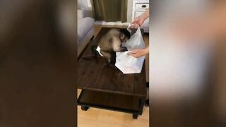 Essayer De Ne Pas Rire - Vidéos Drôles de Chats et de Chiens #3