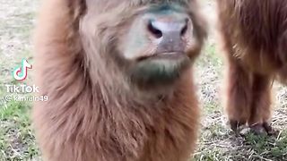 Calf.