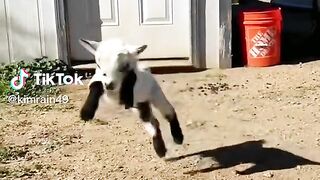 Goat Baby.