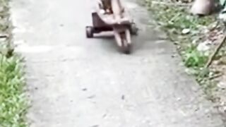 Dog drive.