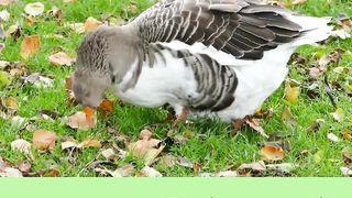 Beautiful Duck video|#Shorts video|#Duck video| Birds Video