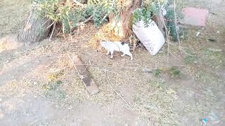 Funny stray cat video on Febspot 2023