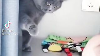 Funny cat.