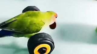 Parriot funny krtab