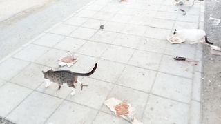Hungry stray cats breakfast