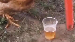 The chicken that drank too much alcohol flew ????