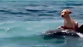 Dolphin saves a dog that fell into the sea from the boat