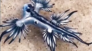 Subhan ALLAH