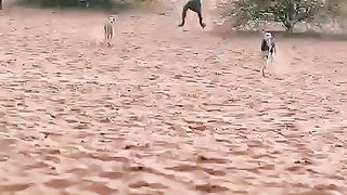 Soith Indian Movie Scane Bollywood Action