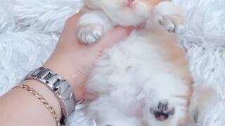 Beautiful cat moment and full video