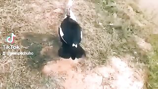 Duck flying❤