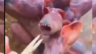 Strange creature or animal سبحان اللہ